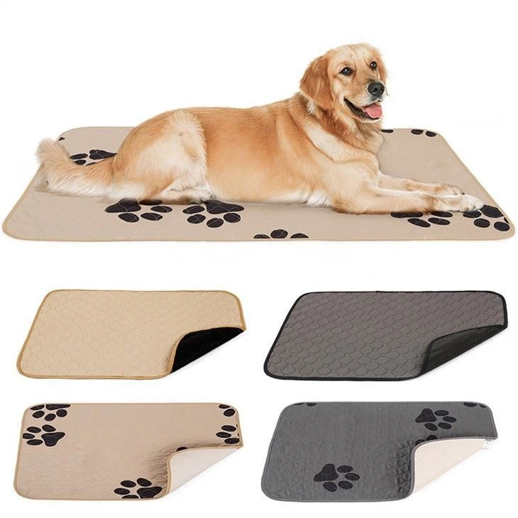 Vad bör nybörjare vara uppmärksamma på när de föder upp en hund?